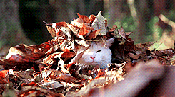 cat in leaves