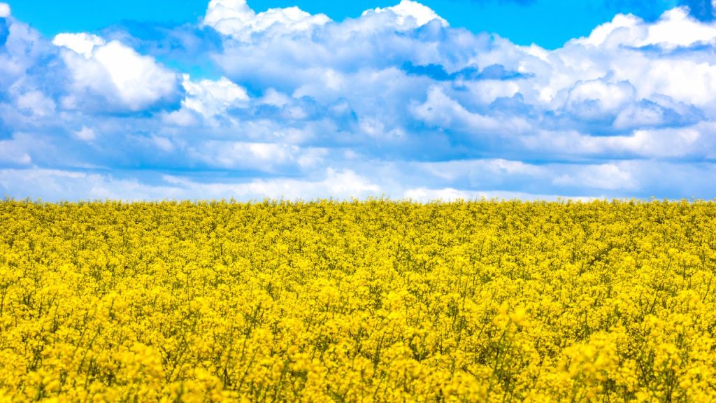 field with yellow grain and a blue sky with clouds